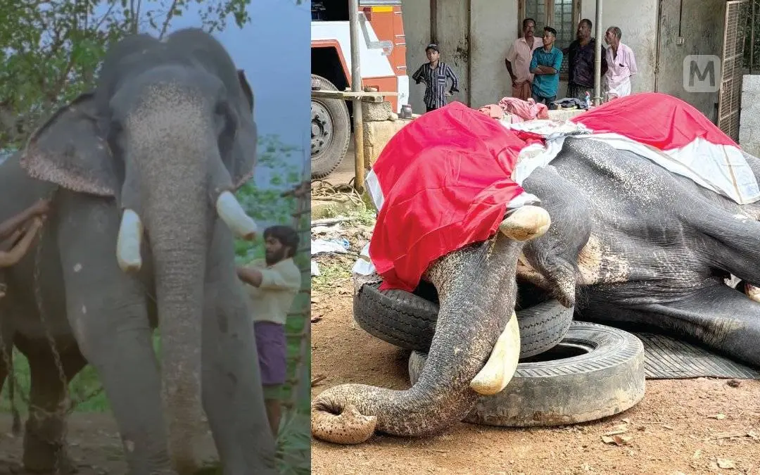 ചെമ്മരപ്പള്ളി മാണിക്യന് കുംകി സിനിമയില്, കോട്ടാങ്ങല് ചെമ്മരപ്പള്ളി മാണിക്യന് ചരിഞ്ഞനിലയില് | Photo: Screen grab/ Divo Movies, Mathrubhumi