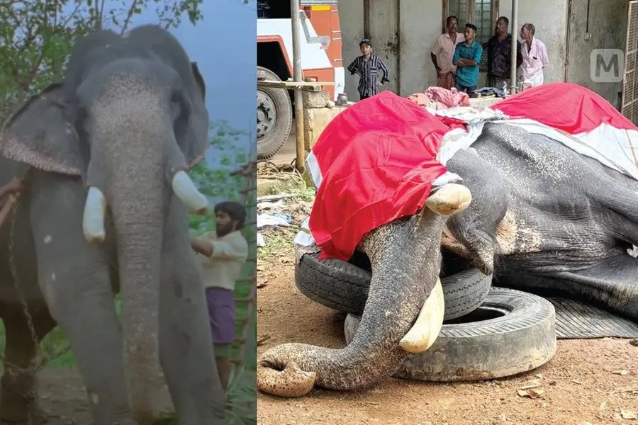 കുംകിയിലെ മാണിക്കം; കൊമ്പന് ചെമ്മരപ്പള്ളി മാണിക്യൻ ചരിഞ്ഞു
