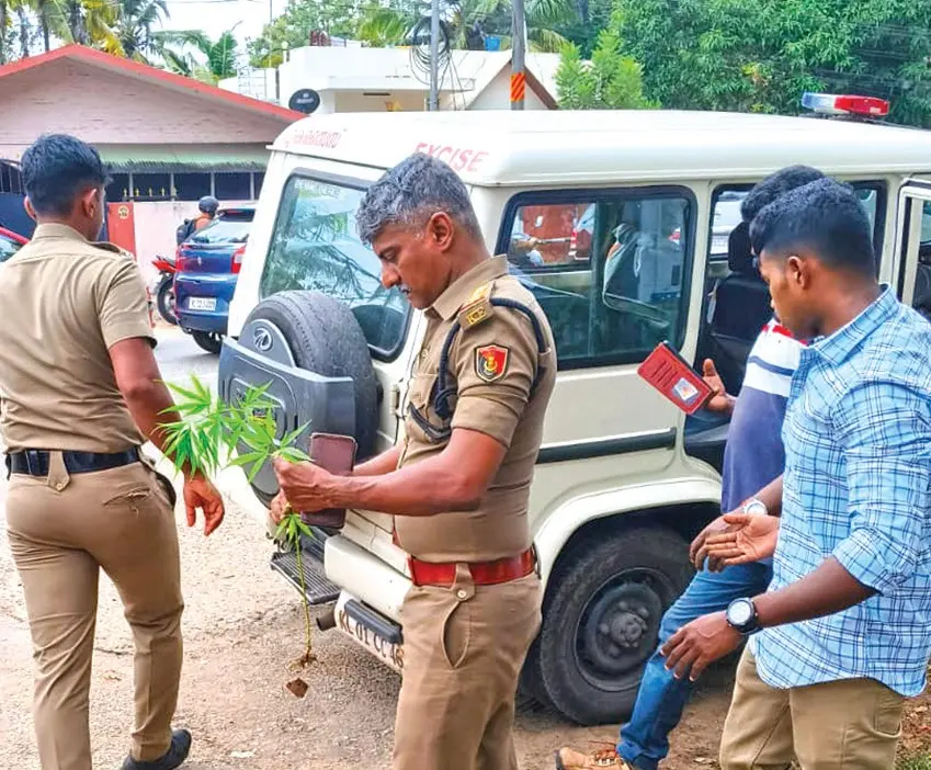കഞ്ചാവുചെടിയുമായി എക്സൈസ് സംഘം