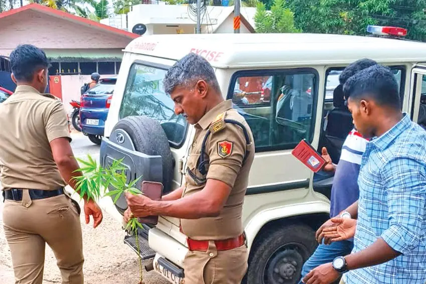 തിരുവനന്തപുരം എംസി റോഡരികിൽ കഞ്ചാവുചെടി കണ്ടെത്തി, ആരെങ്കിലും നട്ടുവളര്ത്തിയതാണോയെന്നും അന്വേഷണം