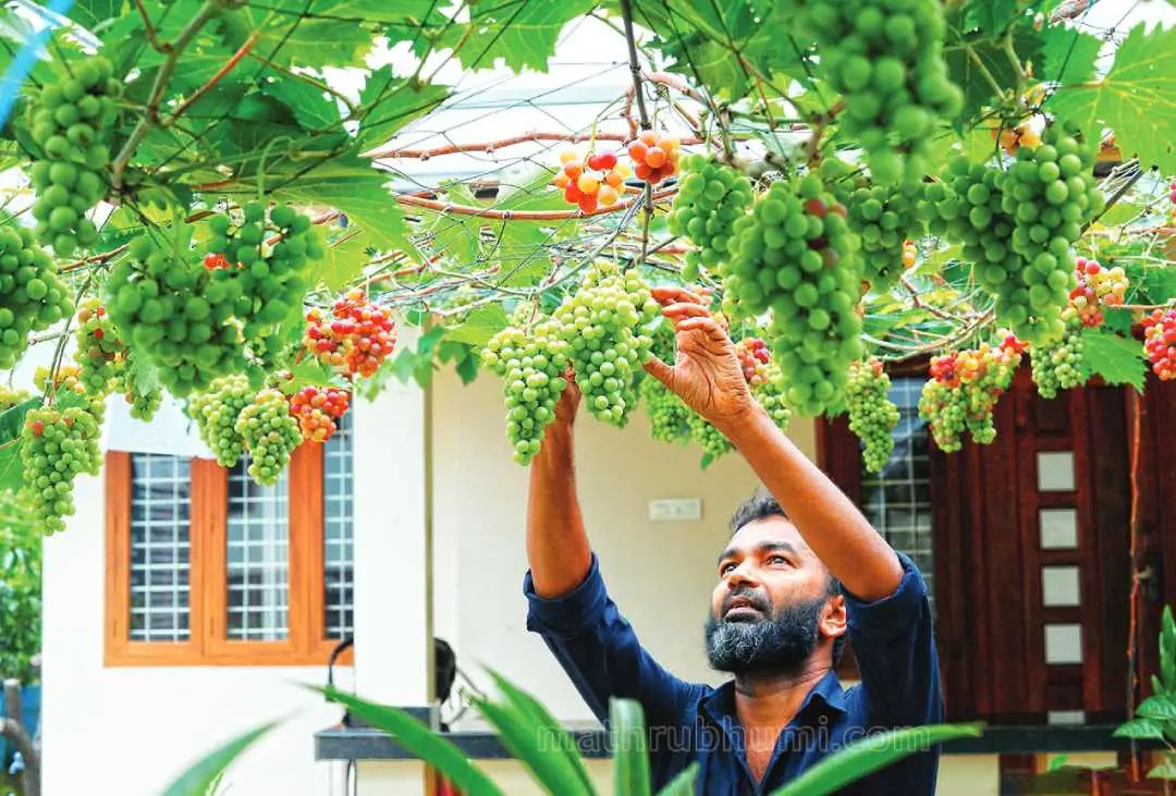 അസൈനാറിന്റെ വീട്ടുമുറ്റത്ത് കായ്ച്ചുനിൽക്കുന്ന മുന്തിരിക്കുലകൾ