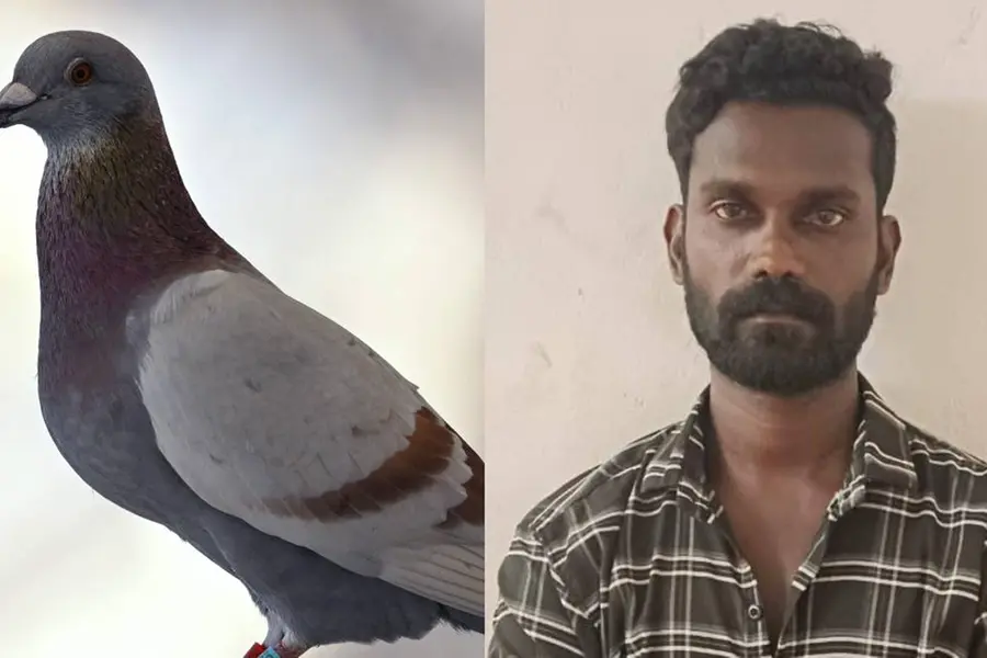 പ്രാവ് പറത്തൽ മത്സരത്തിൽ സ്ഥിരമായി വിജയിക്കുന്നതിൽ അസൂയ; യുവാവിന് ക്രൂരമർദനം, കൊല്ലുമെന്ന് ഭീഷണി