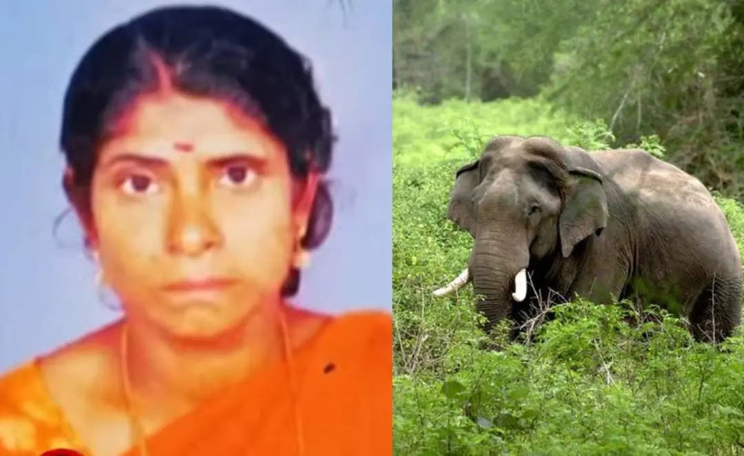 കൊല്ലപ്പെട്ട സീത