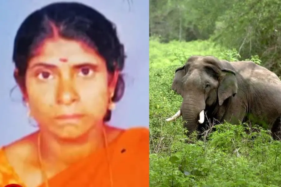 ആദിവാസി സ്ത്രീയുടെ മരണം; സീതയെ കൊന്നത് കാട്ടാനയെന്ന് പോലീസ്, റിപ്പോർട്ട് ഉടൻ കൈമാറും
