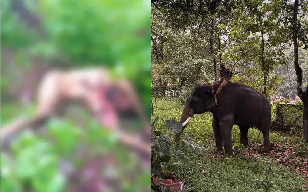 കടുവയുടെ ആക്രമണത്തിൽ കൊല്ലപ്പെട്ട ഗഫൂറിന്റെ മൃതദേഹം, കടുവയെ പിടികൂടാനുള്ള ദൗത്യത്തിനെത്തിച്ച 'കുഞ്ചു' ആന
