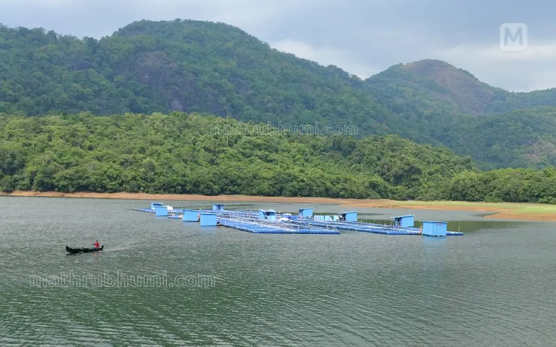 നെയ്യാർഡാമിലെ കൂട് മത്സ്യകൃഷി