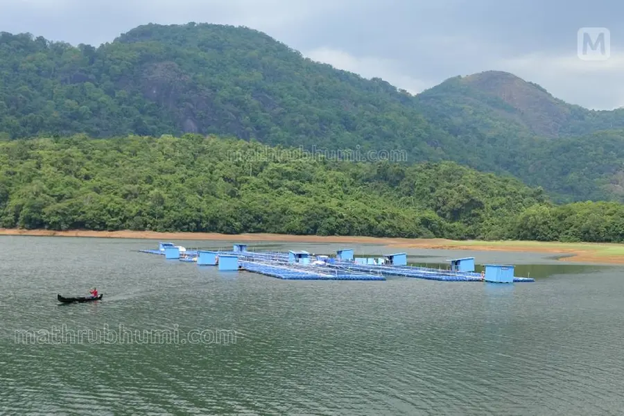 ഗോത്രവിഭാഗക്കാർക്ക് ഉപജീവനമാർഗം; നെയ്യാർ ഡാം റിസർവോയറിലെ കൂട് കൃഷി വിജയത്തിലേക്ക്