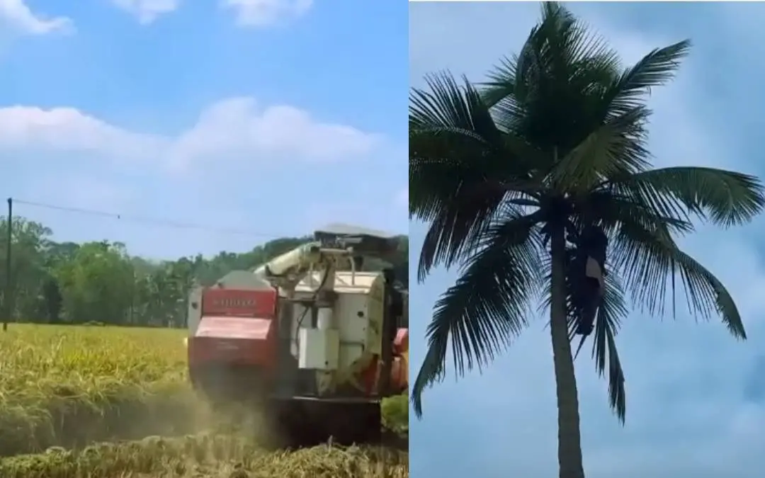 കൊയ്ത്തു മെതി യന്ത്രമുപയോഗിച്ച് നെല്ല് കൊയ്യുന്നു, തെങ്ങ് കയറ്റയന്ത്രമുപയോഗിച്ച് തെങ്ങിൽ കയറുന്നു