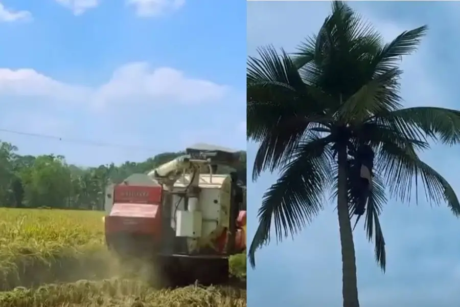 തെങ്ങു കയറ്റം മുതൽ പുല്ലു ചെത്തുവരെ; 'കാർഷികയുദ്ധ'വുമായി പച്ചപ്പട്ടാളം, വിജയം പഠിച്ച് ലോകബാങ്കും