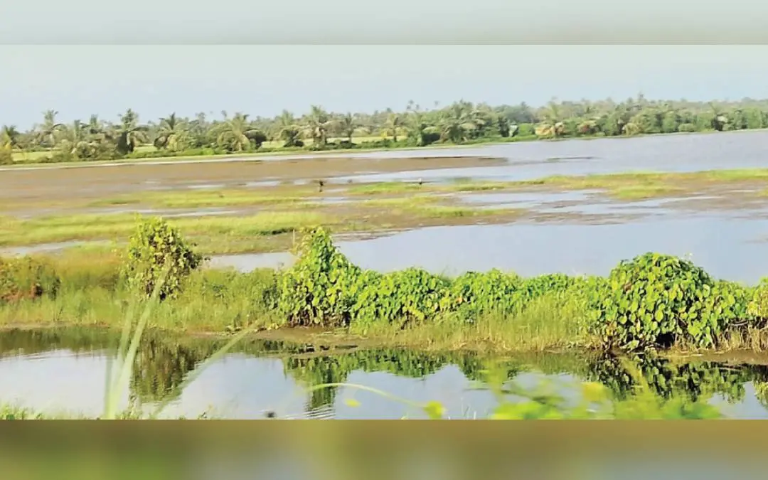 അരൂർ മണ്ഡലത്തിലെ തരിശു പാടങ്ങളിലൊന്ന്