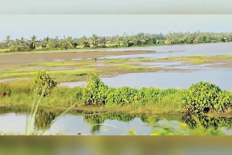 തരിശുപാടങ്ങളിൽ വനാമി കൃഷി; കയറ്റുമതിയിൽ സംസ്ഥാനം ഒന്നാം സ്ഥാനത്തെത്തുമെന്ന് വ്യവസായികൾ