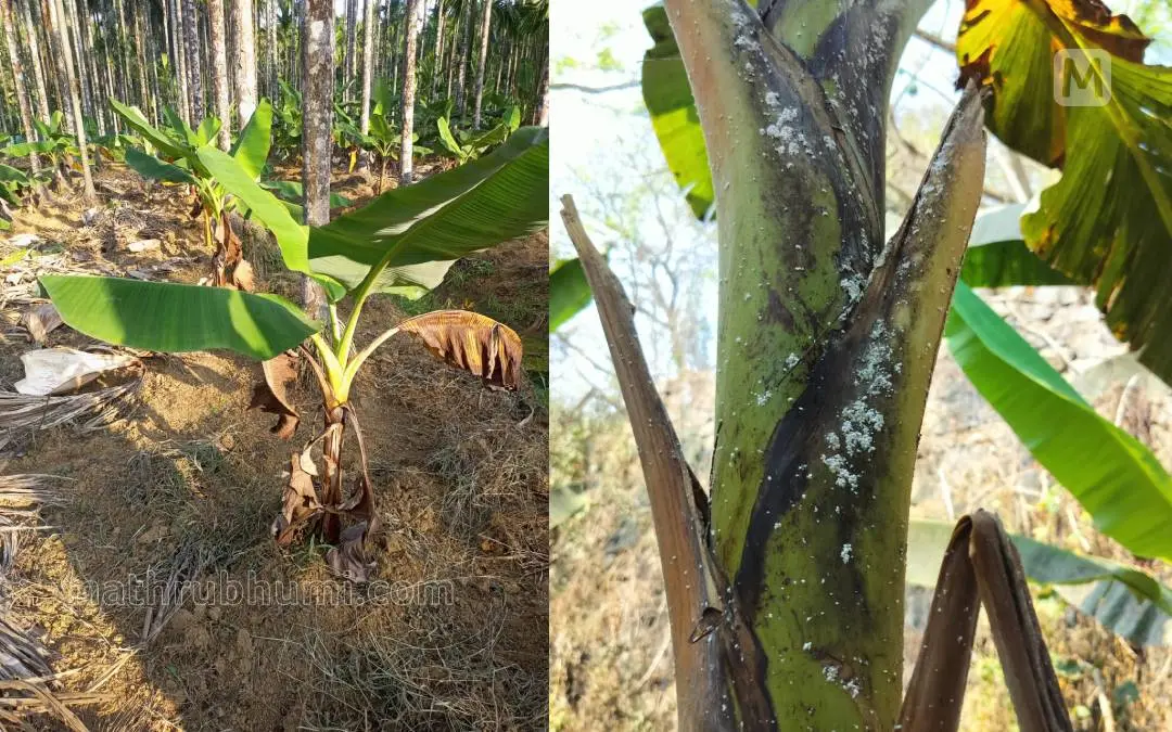 വാഴയിലെ മീലി മൂട്ടകൾ