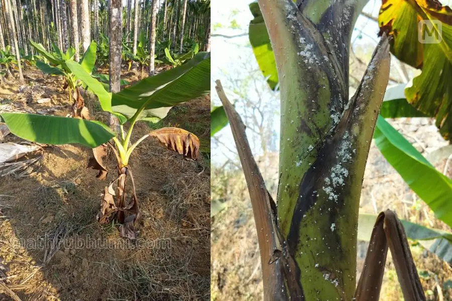 കർഷകരെ വലച്ച് വാഴയിലെ മീലി മൂട്ടകൾ; അറിഞ്ഞിരിക്കണം കാരണങ്ങളും നിയന്ത്രണ മാർഗങ്ങളും