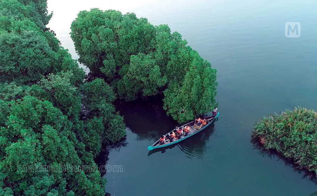 പരവൂര് കായലിലെ കണ്ടല്ക്കാടുകളുടെ ആകാശദൃശ്യം
