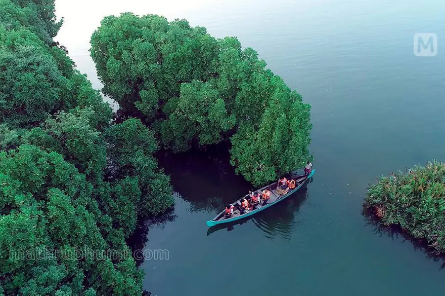കൊല്ലത്തുണ്ടോ? നിങ്ങൾക്കായി 'കണ്ടല്ക്കോട്ട' കാത്തിരിപ്പുണ്ട്, കണ്ടൽ ടൂറിസത്തിൻ്റെ പുത്തൻ സാധ്യത