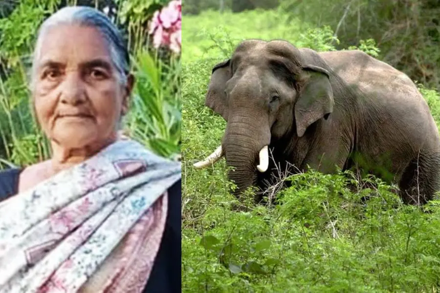 ഉറക്കത്തിനിടെ വീട് തകര്‍ത്തു; മലക്കപ്പാറയില്‍ കാട്ടാന ആക്രമണത്തിൽ സ്ത്രീ മരിച്ചു