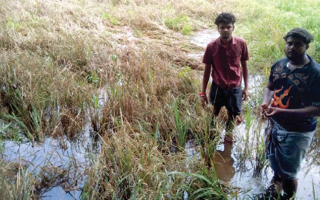 വെള്ളം നിറഞ്ഞുകിടക്കുന്ന പാടത്ത് യുവകർഷകരായ അഖിൽ വി. നായരും അഖിൽ എസ്. പിള്ളയും