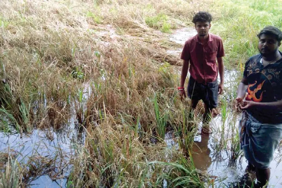 കൃഷിയെ സ്നേഹിച്ചു, വേനൽമഴ ചതിച്ചു; കന്നിക്കൊയ്ത്തിൽ ഭീമമായ നഷ്ടം
