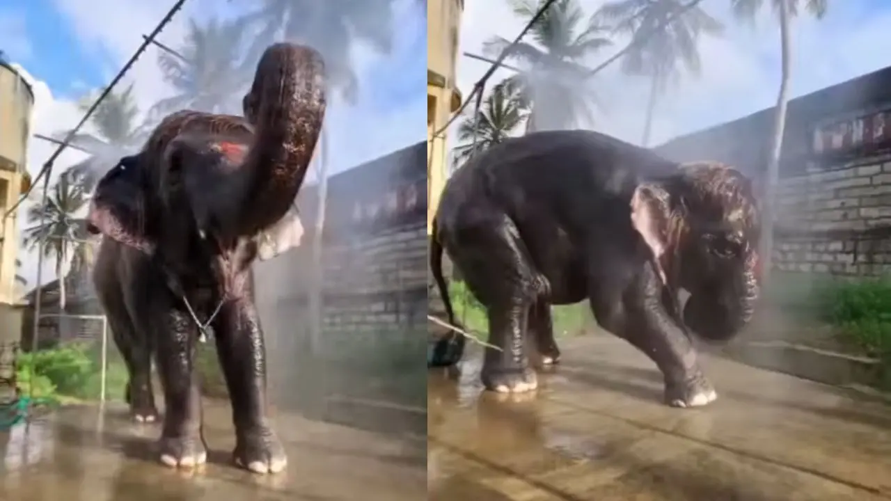വൈറലായ ദൃശ്യത്തിൽനിന്ന് | Image credit: @rajamannai_memories instagram video