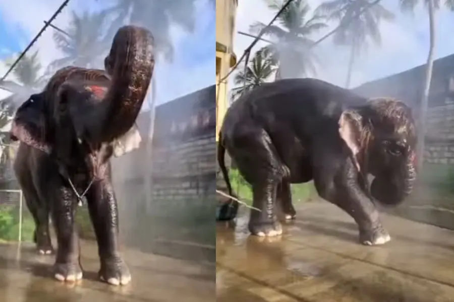 കുളിച്ചുതിമിർക്കുന്നതിനിടെ തവളയെക്കണ്ട് ഭയന്ന് കുട്ടിയാന; 'ക്യൂട്ട്നെസ് ഓവർലോഡഡ്' എന്ന് സോഷ്യൽമീഡിയ