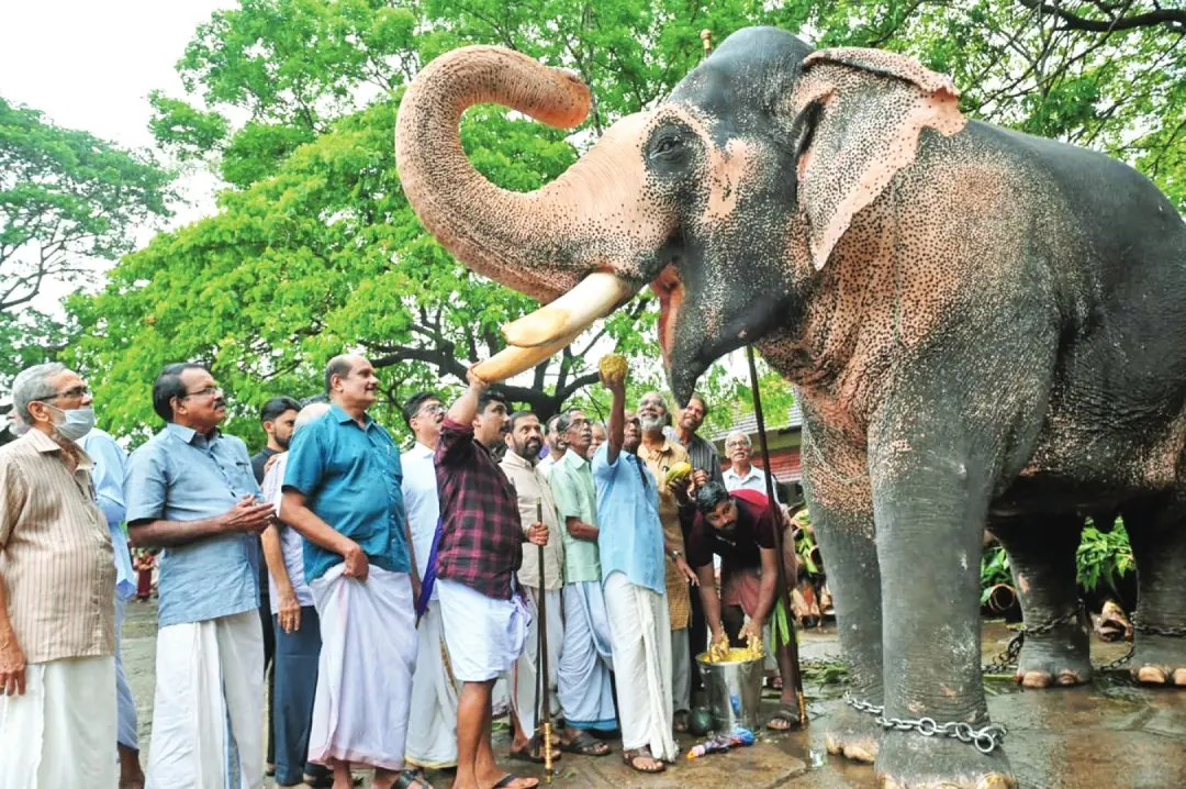 • ഗുരുവായൂർ ആനക്കോട്ടയിലെ റിട്ട. ജീവനക്കാരുടെ വകയായുള്ള ആനയൂട്ട്, കൊമ്പൻ ജൂനിയർ വിഷ്ണുവിന് ചോറുരുള നൽകി കെ.പി. കരുണാകരൻ ഉദ്ഘാടനംചെയ്യുന്നു