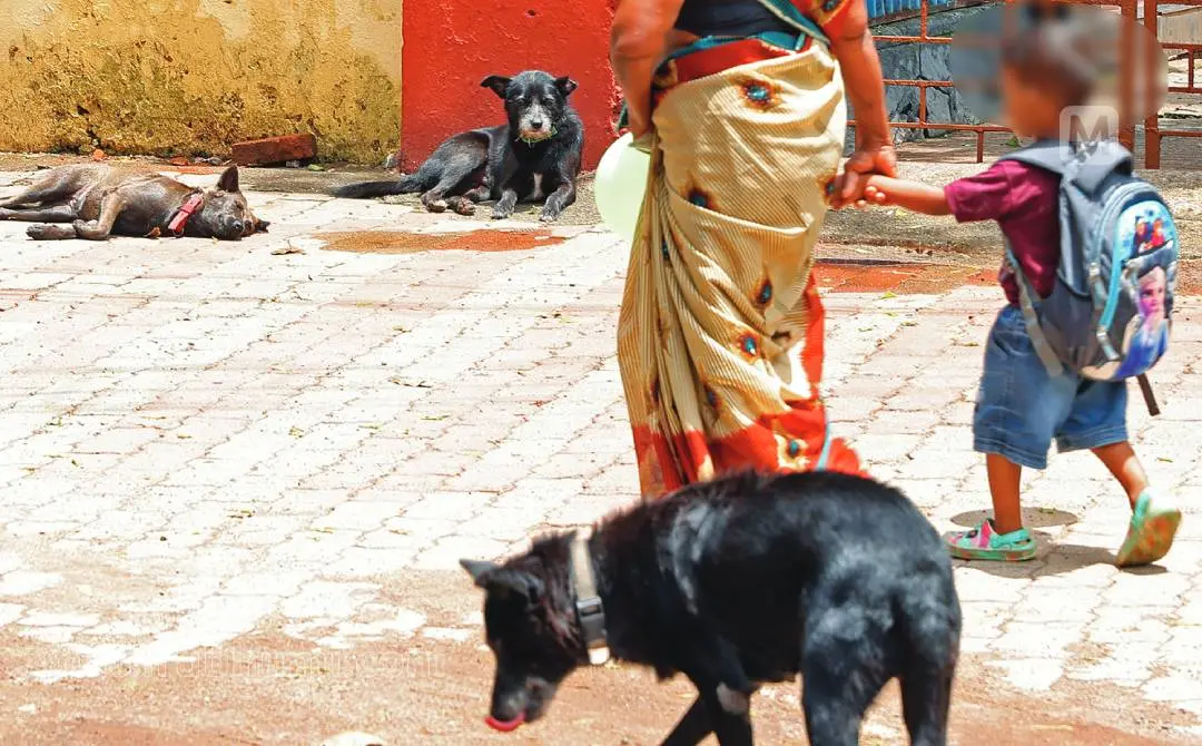 സ്കൂൾ തുറന്നതോടെ കുട്ടികളെ കാത്തിരിക്കുന്ന രക്ഷിതാക്കളുടെ ആധിയും കൂടി. നഗരത്തിലെവിടെയും തെരുവുനായശല്യം രൂക്ഷമാണ്. കാൽനടയാത്രക്കാരും ഇരുചക്രവാഹനങ്ങളുമാണ് സ്ഥിരം ഇരകൾ. പിന്നാലെ കുരച്ചുകൊണ്ടുവരുന്ന നായയെ പേടിച്ച് ഓടിവീണ് പരിക്കേൽക്കുന്നതും സ്ഥിരമാണ്. കോട്ടയം നഗരത്തിൽനിന്നുള്ള കാഴ്ച| ഫോട്ടോ: mathrubhumi