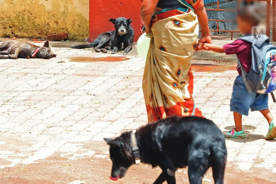 വിനയായത് അഞ്ചുവയസ്സുകാരന് മുഖത്തേറ്റ മാരക മുറിവ്; നായയുടെ കടിയേറ്റാല്‍ ശ്രദ്ധിക്കണം ഇക്കാര്യങ്ങൾ