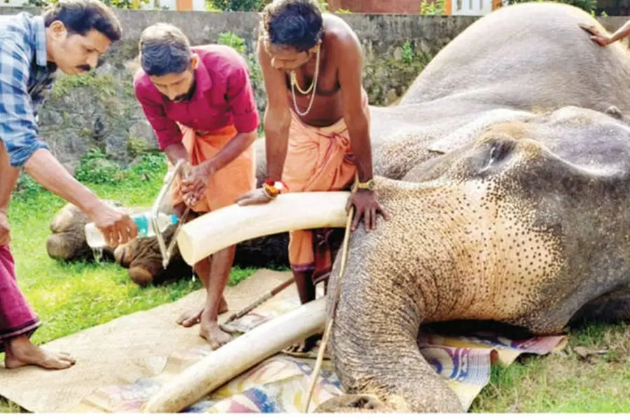 കണ്ണീരോടെ വിട...; മണികണ്ഠൻ ഇനി ആനപ്രേമികളുടെ മനസ്സിൽ ഓർമ്മത്തിടമ്പേറ്റും
