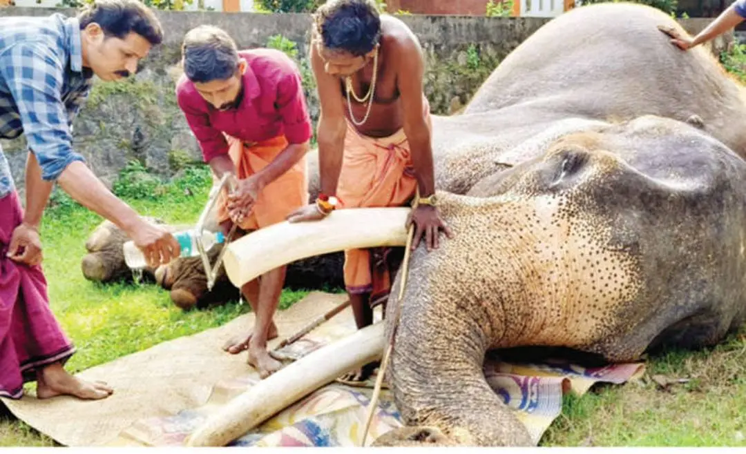ഈ വര്ഷം ജനുവരിയില് ഓമല്ലൂര് മണികണ്ഠന്റെ കൊമ്പ് മുറിച്ച് പരുവപ്പെടുത്തുന്നു (ഫയല് ചിത്രം)