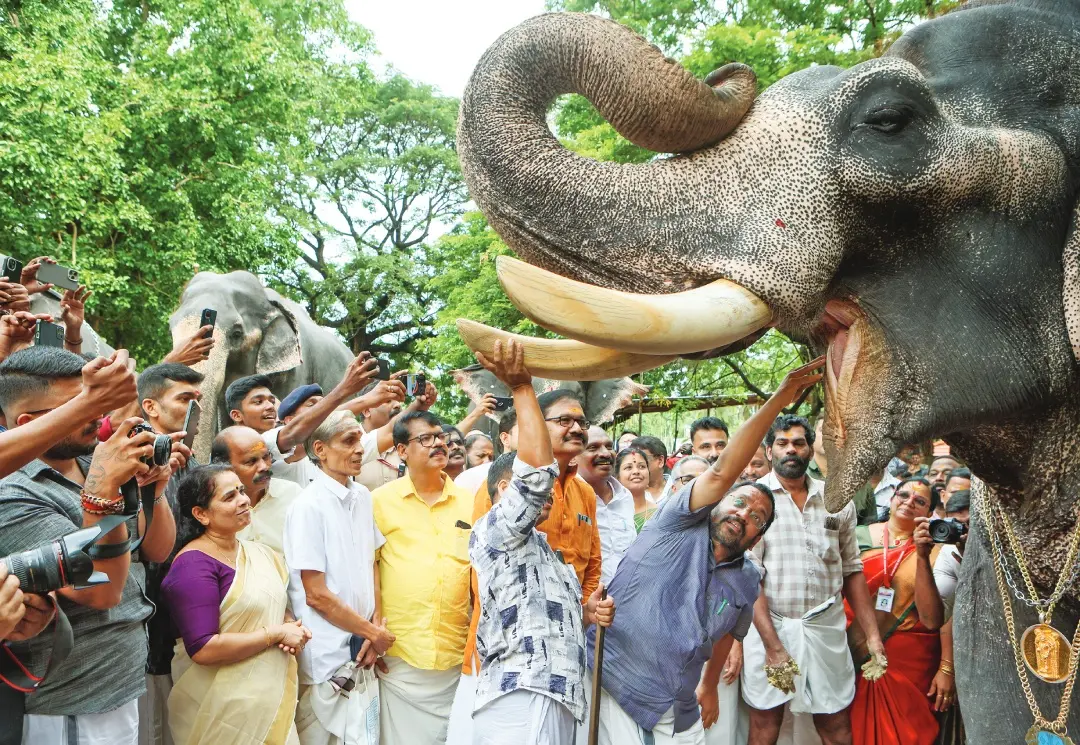 • ഗുരുവായൂർ ദേവസ്വം ആനകളുടെ സുഖചികിത്സാപരിപാടി ഗുരുവായൂർ പുന്നത്തൂർക്കോട്ടയിൽ മന്ത്രി കെ. രാജൻ വിനായകൻ എന്ന ആനയ്ക്ക് മരുന്നുരുള നൽകി നിർവഹിക്കുന്നു | ഫോട്ടോ ജെ. ഫിലിപ്പ്