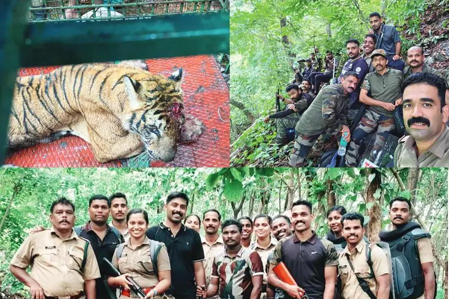 നരഭോജി കടുവക്കായി സംസ്ഥാനത്തെ ഏറ്റവും വലിയ ദൗത്യം; ചെലവിട്ടത് 6 ലക്ഷംരൂപ, 3 ജില്ലകളിലെ ഉപകരണങ്ങള്