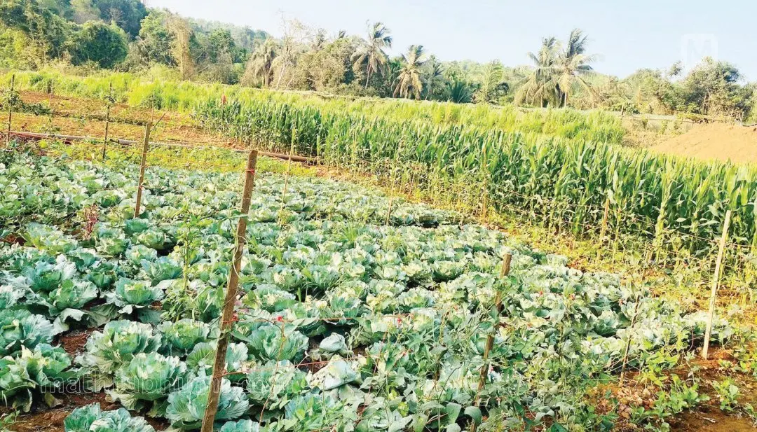 ഊരാളുങ്കൽ അഗ്രിഗേറ്റ്സിന്റെ കീഴിലുള്ള കയ്യാറിലെ പച്ചക്കറിത്തോട്ടം
