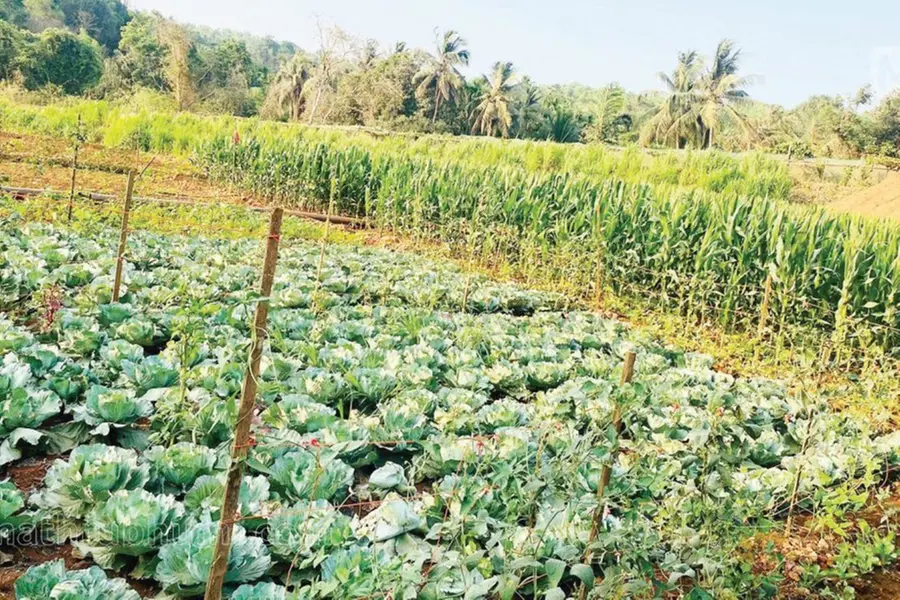 ഊരാളുങ്കലിന് കൃഷിയും വഴങ്ങും; ഇത് വിളവെടുപ്പ് കാലം, വില്പനയ്ക്കുണ്ട് വളർത്തുമൃഗങ്ങളും