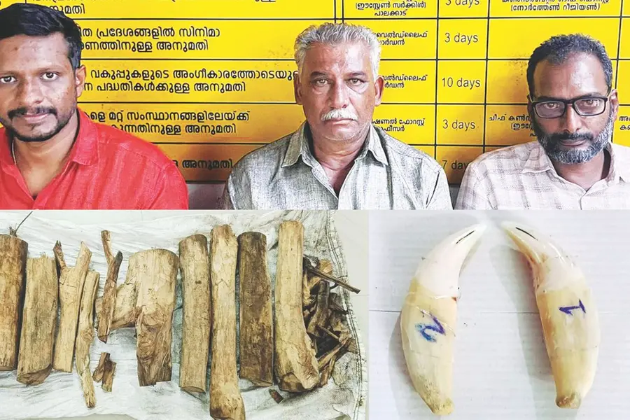 അട്ടപ്പാടിയിൽ പുലിപ്പല്ലും ചന്ദനവുമായി മൂന്നുപേർ അറസ്റ്റിൽ; പിടിയിലായവരിൽ വനംവകുപ്പ് മുൻവാച്ചറും