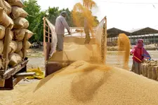 കർഷകരിൽനിന്ന് കേന്ദ്രം ഏറ്റെടുത്തത് 2.97 കോടി ടൺ ഗോതമ്പ്; 13.5 ശതമാനം വർധന