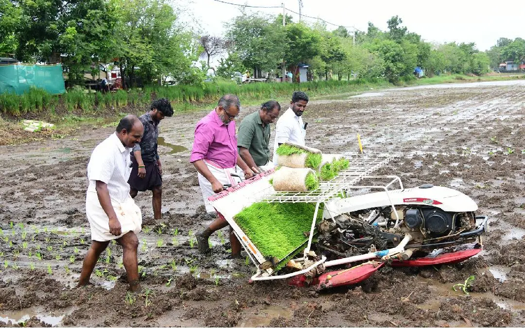 തിരുവാർപ്പ് ഗ്രാമപഞ്ചായത്ത് സംഘടിപ്പിച്ച ഞാറ്റടി മഹോത്സവം പുതുക്കാട്ടൻപത് പാടശേഖരത്തിൽ ഞാറു നടീൽ യന്ത്രം ഉപയോഗിച്ച് ഞാറു നട്ട് കാർഷികവികസന-കർഷകക്ഷേമ വകുപ്പ് മന്ത്രി പി. പ്രസാദ് ഉദ്ഘാടനം ചെയ്യുന്നു