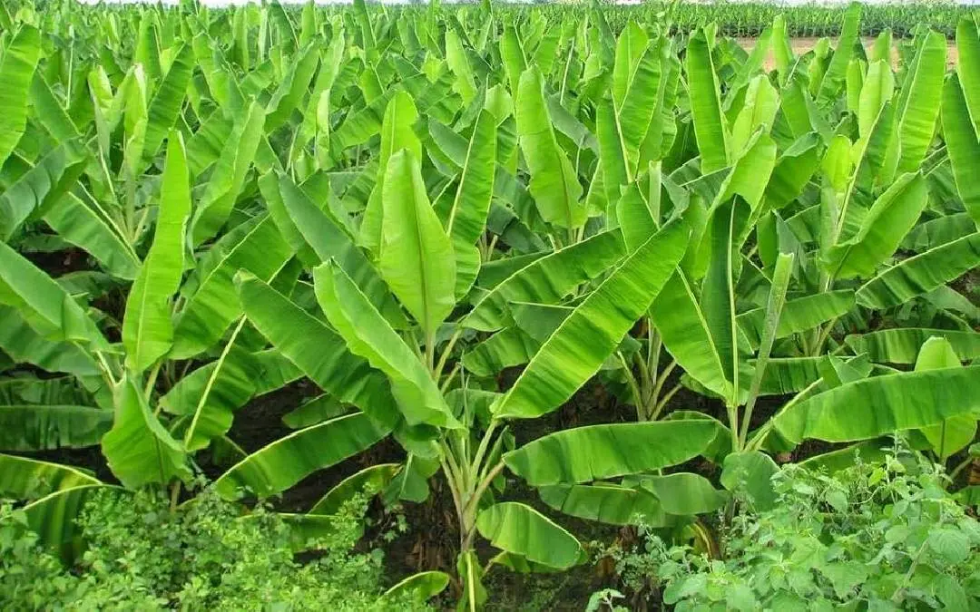 ഞാലിപ്പൂവൻ വാഴ