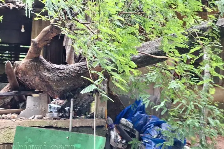 കനത്ത മഴയും കാറ്റും; തലസ്ഥാനത്ത് വ്യാപക നാശനഷ്ടം, വൈദ്യുതി-ഗതാഗതതടസ്സം