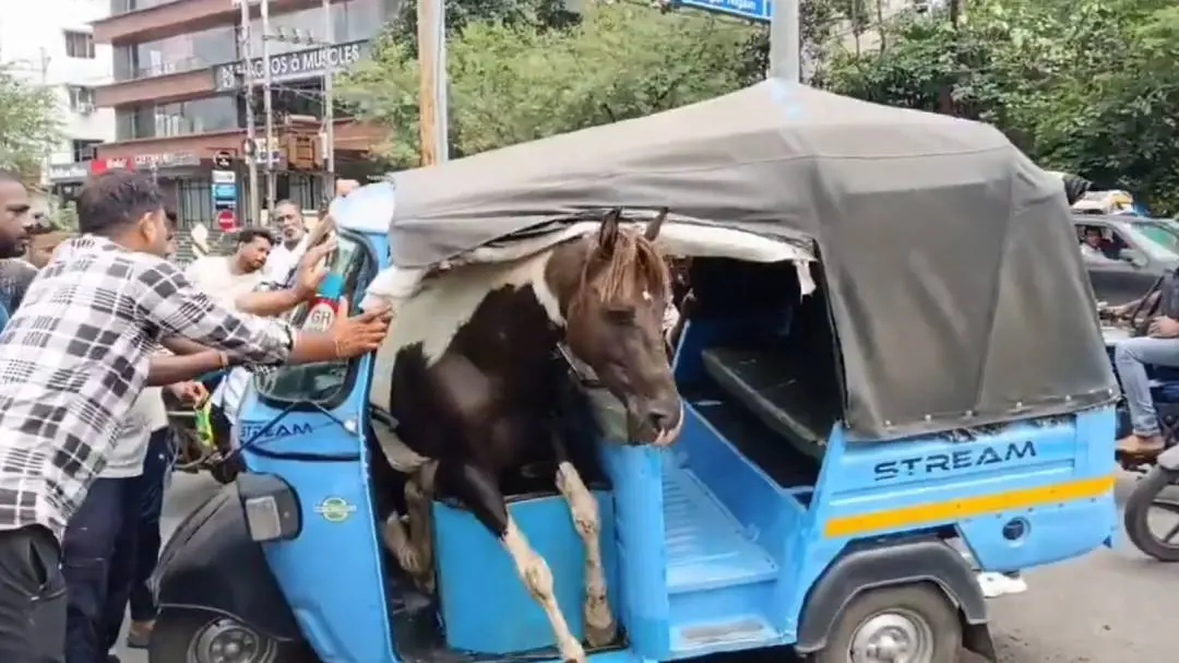 ഓട്ടോയിൽ കുടുങ്ങിയ കുതിര | ഫോട്ടോ: എക്സ്