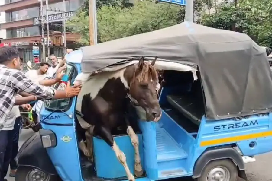 നഗരമധ്യത്തിൽ കുതിരകൾ തമ്മിൽ പോര്; ഓട്ടോയിൽ ചാടിക്കയറി, രണ്ടുപേര്ക്ക് പരിക്ക്