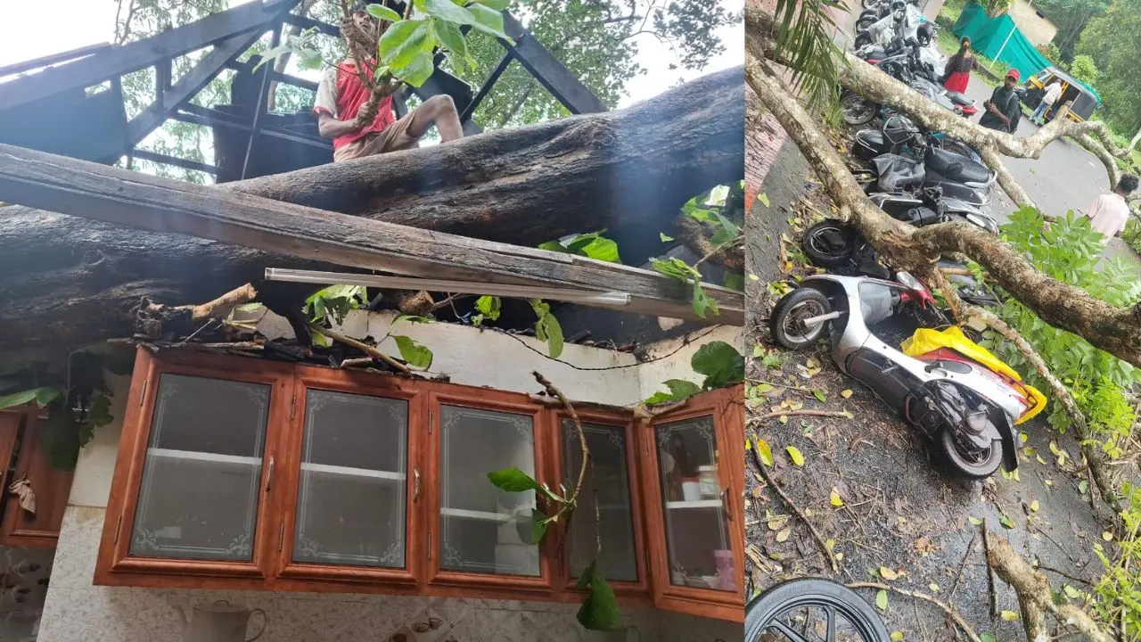 കനത്ത മഴയിലും കാറ്റിലും മരംവീണ് തകർന്ന വീടും കേടുപാട് സംഭവിച്ച വാഹനങ്ങളും (image: special arrangement)