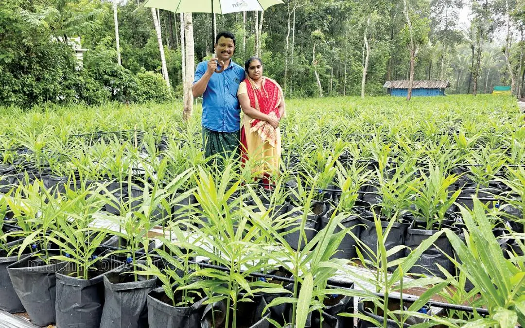 പെരിക്കല്ലൂരിലെ തടത്തിൽ ബോബി സ്റ്റീഫന്റെ ഗ്രോബാഗിലെ ഇഞ്ചിക്കൃഷി