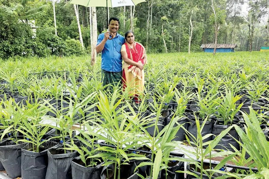 കുറഞ്ഞസ്ഥലത്ത് കൂടുതൽ ഉത്പാദനം, രോഗവ്യാപന പ്രശ്നമില്ല; ഗ്രോബാഗ് ഇഞ്ചികൃഷിയിൽ വിജയം കൊയ്ത് യുവകർഷകൻ