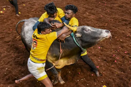 ഒരുലക്ഷത്തിലേറെ കാളകൾ; 41,000 പോരാളികൾ ജല്ലിക്കെട്ടിൽ കുതിച്ച് തമിഴ്നാട്