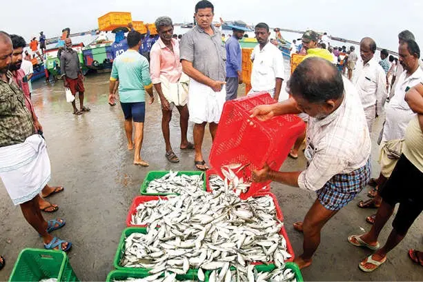 ട്രോളിങ് നിരോധനം, കനത്ത മഴ: മീൻലഭ്യത വൻതോതിൽ കുറഞ്ഞു; മത്സ്യവ്യാപാരമേഖല പ്രതിസന്ധിയില്‍