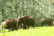 മൂടക്കൊല്ലിയില്‍ നാശനഷ്ടമുണ്ടാക്കി കാട്ടുകൊമ്പന്‍മാര്‍; കുങ്കിയാനകളെ ഉപയോഗിച്ച് തുരത്തി