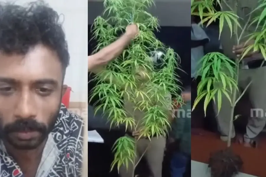 വീടിന്റെ ടെറസില് കഞ്ചാവുചെടി വളര്ത്തി, പരിശോധനയ്ക്കിടെ ഇറങ്ങി ഓടി യുവാവ്; പിടികൂടി പോലീസ്