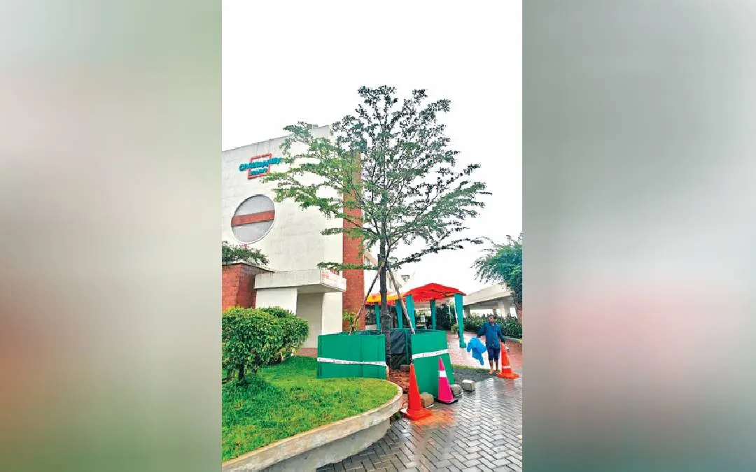 ചിറ്റിലപ്പിള്ളി സ്ക്വയറിലെ ടെർമിനാലിയ എന്ന വൃക്ഷത്തിന് മറ്റൊരിടം നൽകിയപ്പോൾ