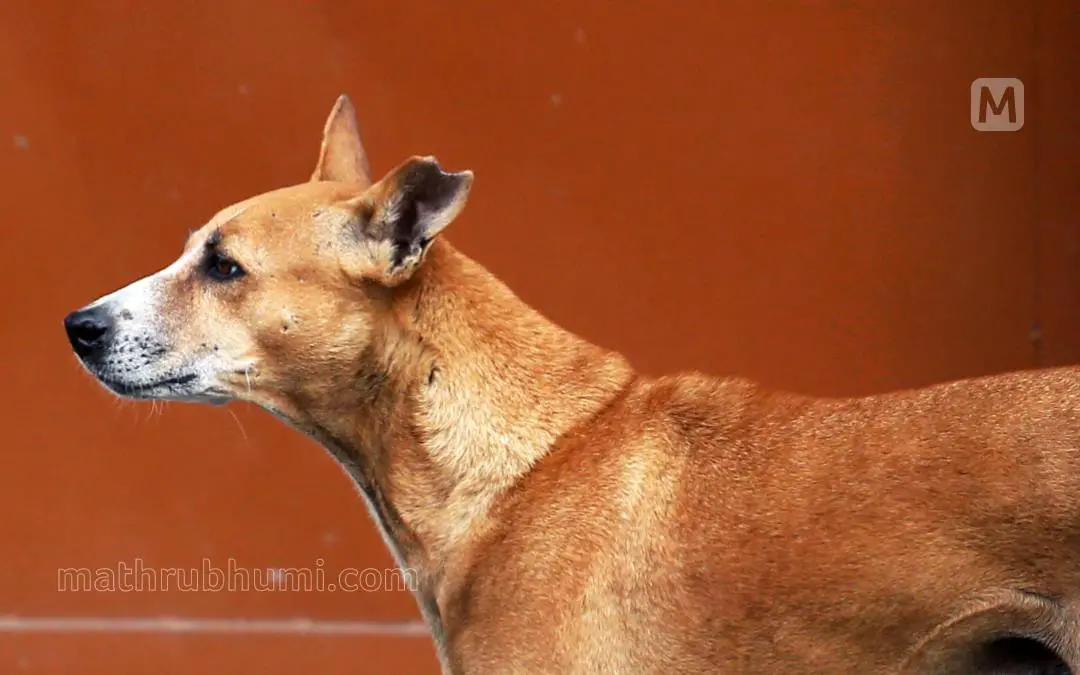 Representative Image| Photo: Mathrubhumi