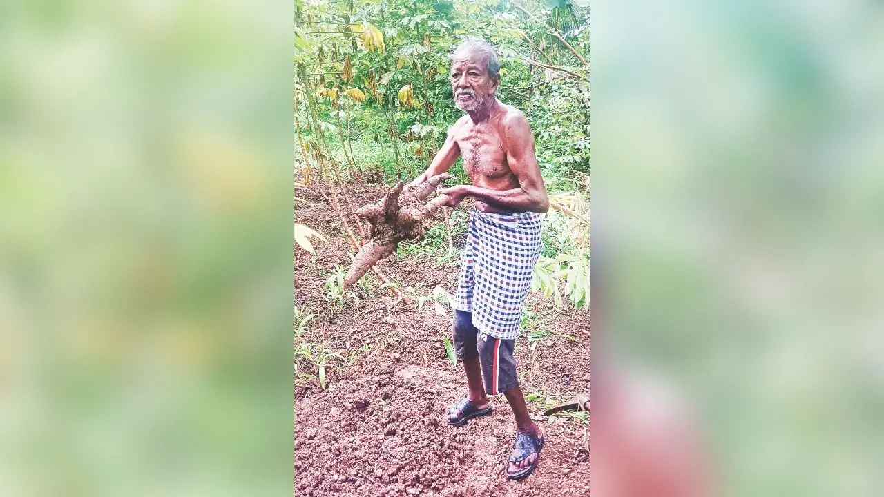 തൃക്കണ്ണാപുരം ആറാമട ടാഗൂര് റോഡില് കെ. ഭാസ്കരന് കൃഷിത്തോട്ടത്തില്